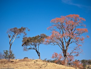 Cerrado
