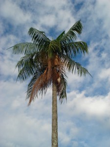 Palmito Juçara