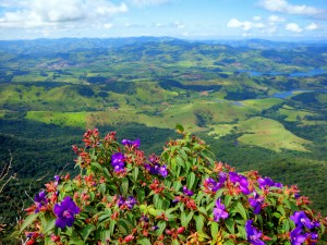 Mata Atlântica