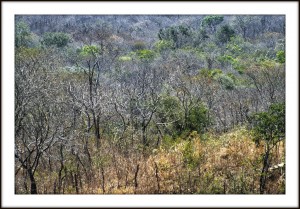 Caatinga