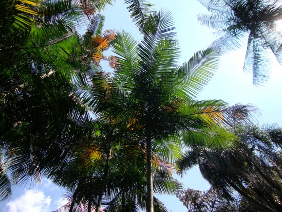 Palmeira Juçara