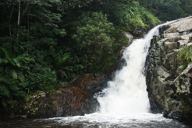Mata Atlântica - Paraná