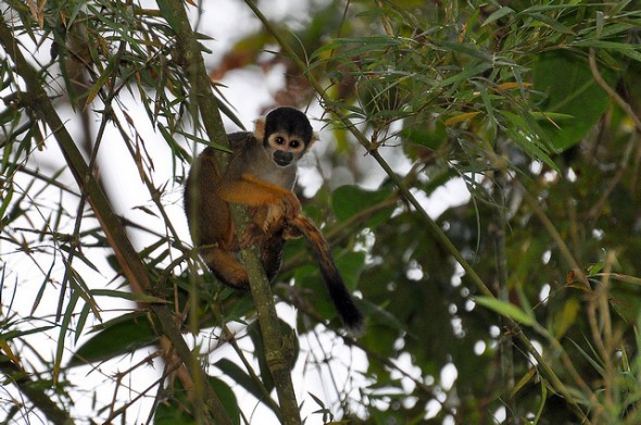 Macaco-de-cheiro