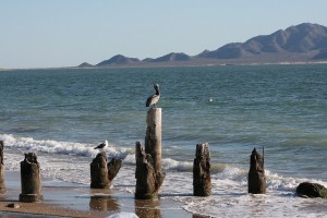 Sonora