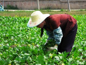 Agricultura Sustentável