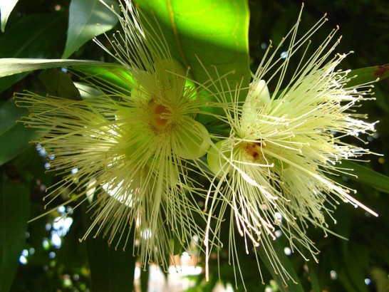 Andiroba
