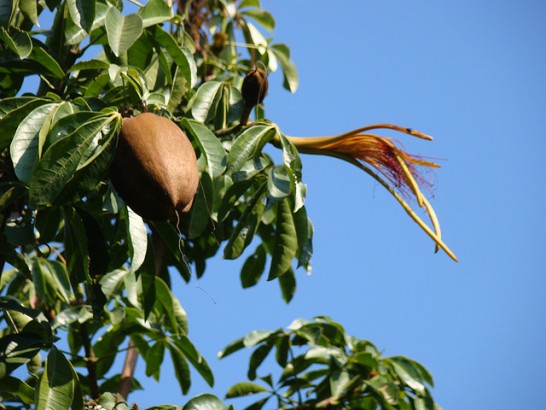 Castanheira