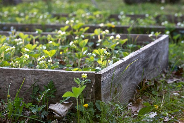 Horta orgânica