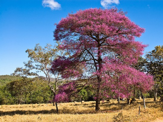 Pau-rosa