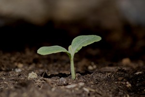 Plantar árvore