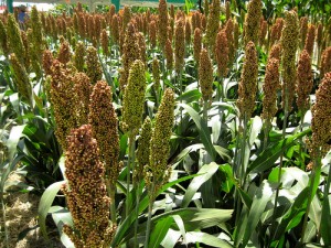 Sorgo