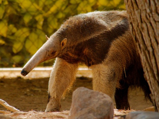 tamandua-bandeira