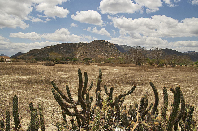 Caatinga2.jpg