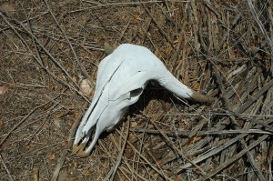 Caatinga