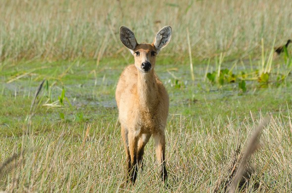 Cervo do Pantanal