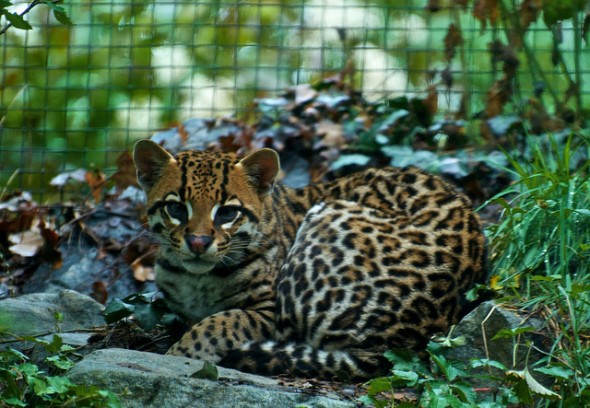 Jaguatirica (Leopardus Pardalis)