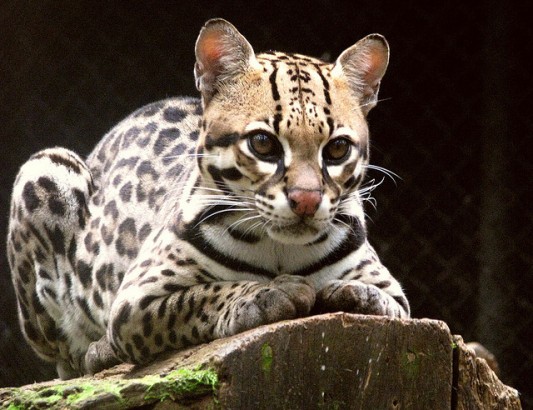Gato-Maracajá (Leopardus Wiedii)