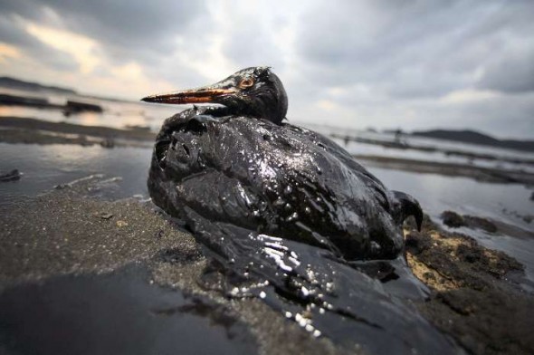Impacto ambiental do Petróleo