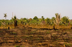 Desmatamento na Amazônia