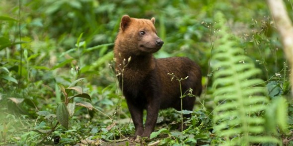 Cachorro-do-mato-vinagre (Speothos Venaticus)