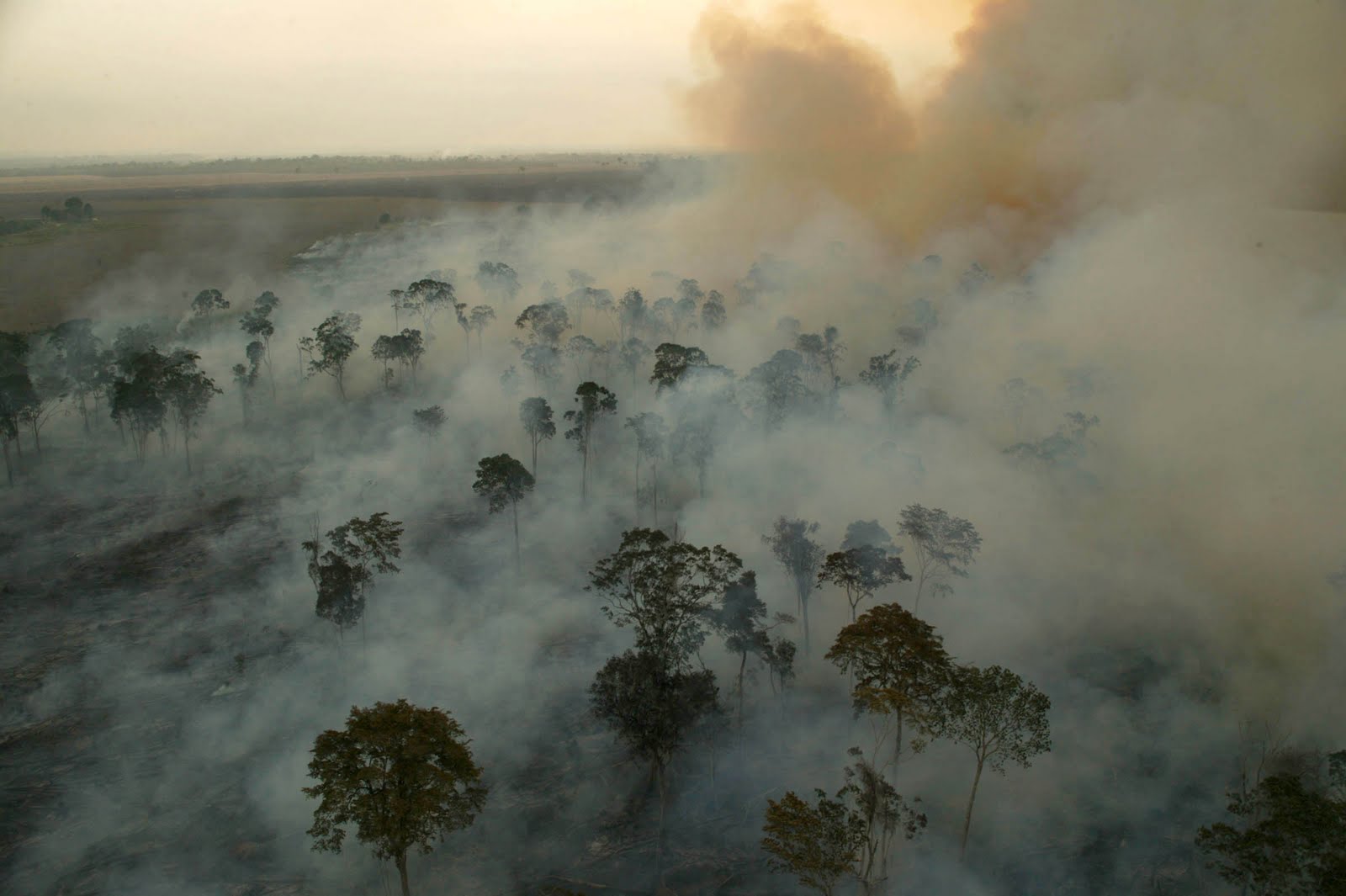 Resultado de imagem para fogo na amazonia