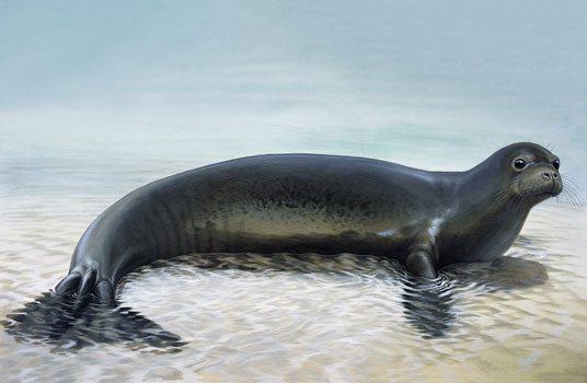 Resultado de imagem para foca monge do caribe