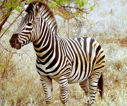 Zebra de Grévy