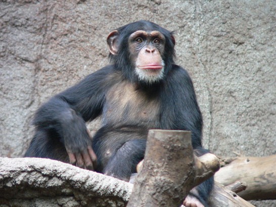 Chimpanzé da Tanzânia