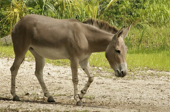 Asno Selvagem Africano