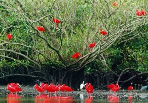 Guará-vermelho