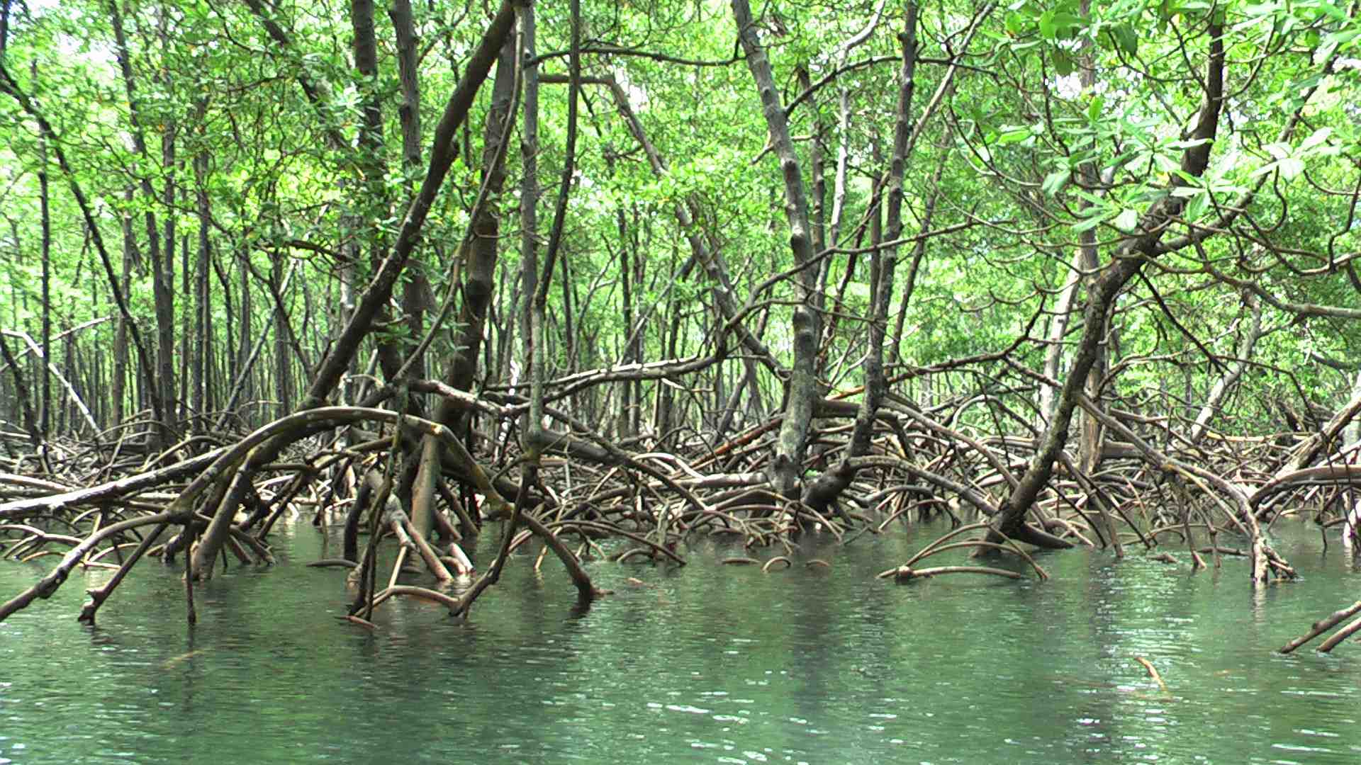 Resultado de imagem para manguezais
