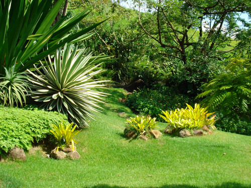 plantas jardim tropical:Jardim Tropical plantas jardim tropical:Jardim Tropical