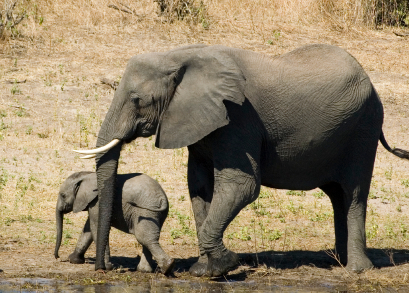 Elefante africano