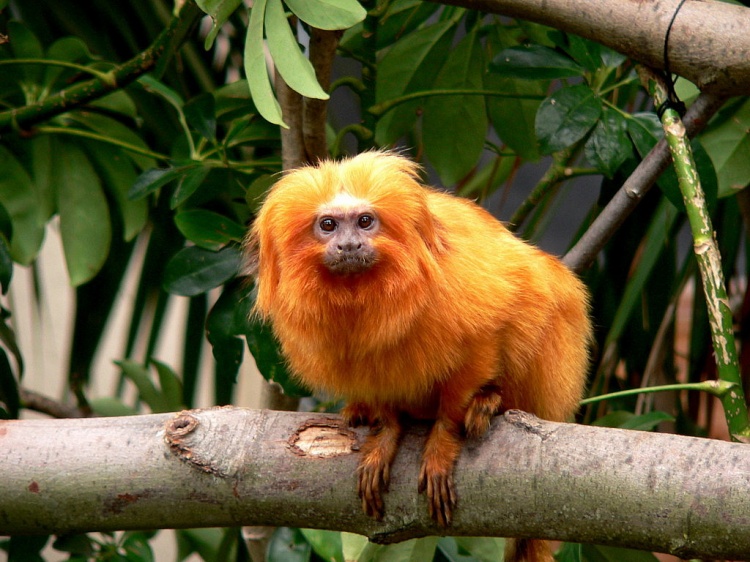 Mico-leão-dourado