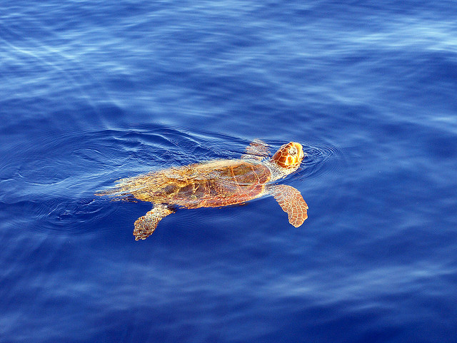 Tartaruga Cabeçuda