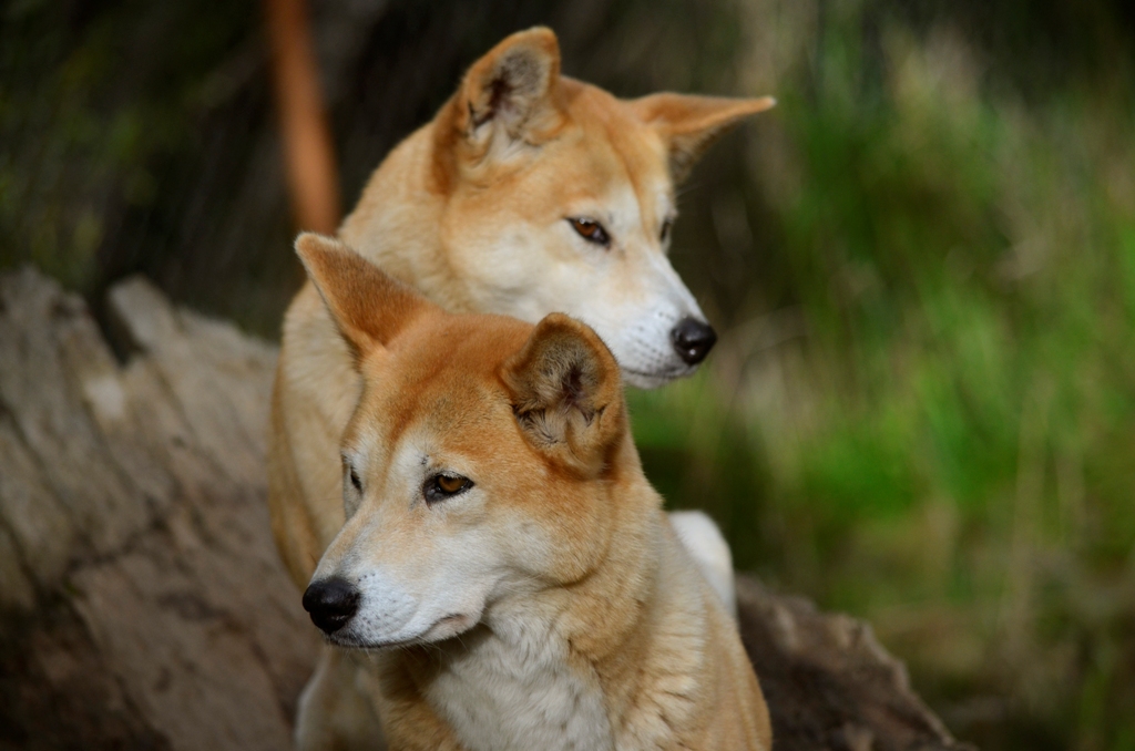 Dog Pens Australia Dog Pens Australia