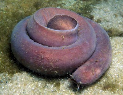 a look at the most disgusting creature on earth the hagfish The top 10, most crazy, ugly, extreme, amazing deep sea fish, creatures it look even more unusual and miserable creature and ugliest creatures on earth. a look at the most disgusting creature on earth the hagfish The top 10, most crazy, ugly, extreme, amazing deep sea fish, creatures it look even more unusual and miserable creature and ugliest creatures on earth.
