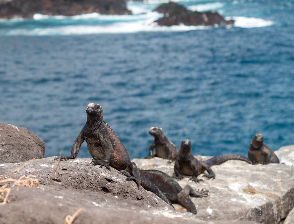 Conheça a iguana marinha da Ilha Galápagos Pensamento Verde