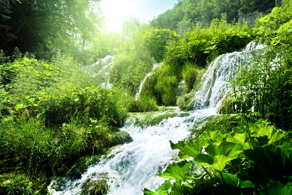 Dia da Biodiversidade: A importância da preservação da natureza ...