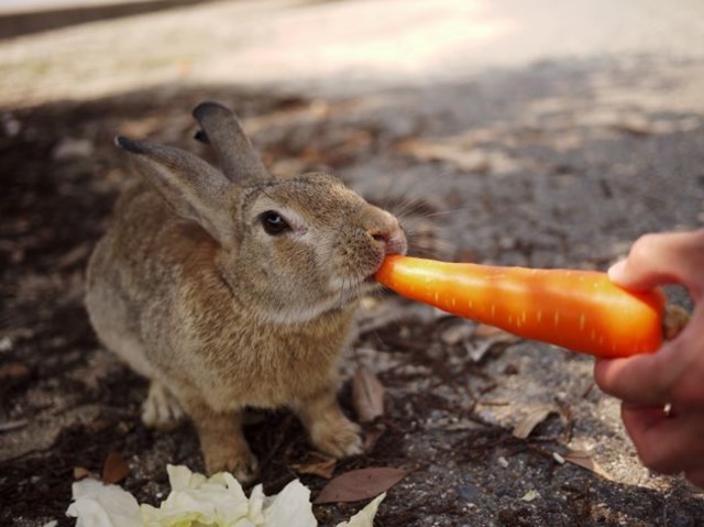 15lugares-coelhos.jpg
