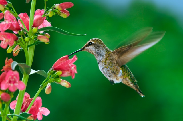 Resultado de imagem para flores