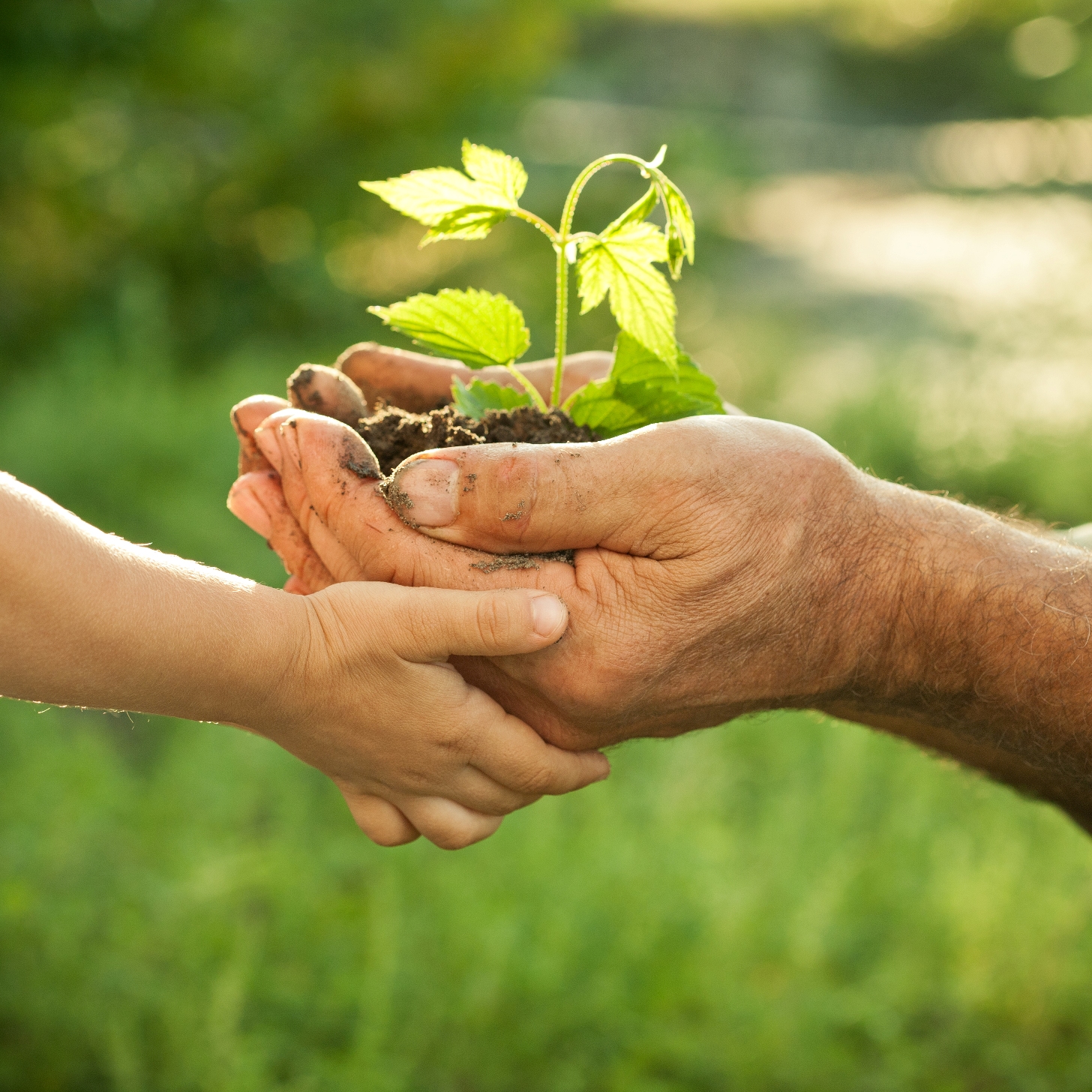 Quais São Os Tipos De Sustentabilidade Cite Exemplos