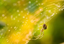 foto de aranha em cima da teia