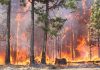 foto de floresta pegando fogo