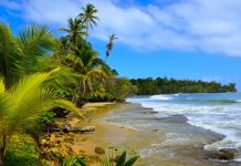 foto de praia com vegetação