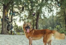 foto de cachorro na areia