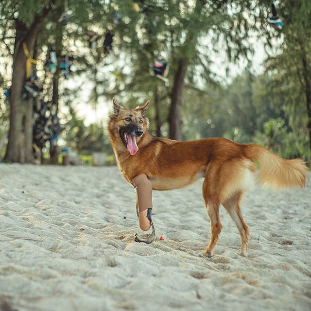 foto de cachorro na areia
