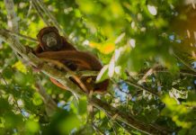 foto de macaco em cima da árvore