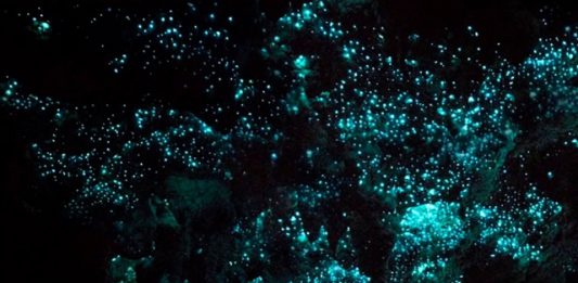 1-Cavernas-de-Waitomo-2