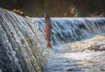 Saiba qual é a importância da piracema na reprodução dos peixes
